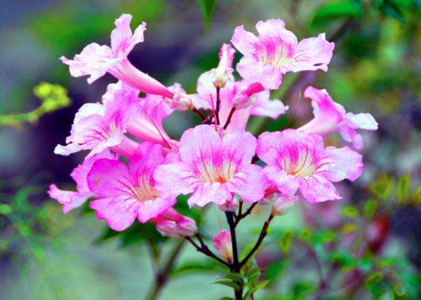 2024-06-09_72_Plant_Pink Trumpet Vine0001.JPG