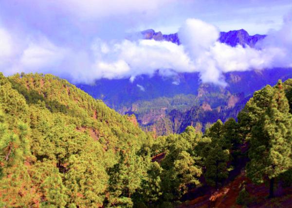 2024-06-10_02_Laurisilva Cloud Forest in La Palma-10001.JPG