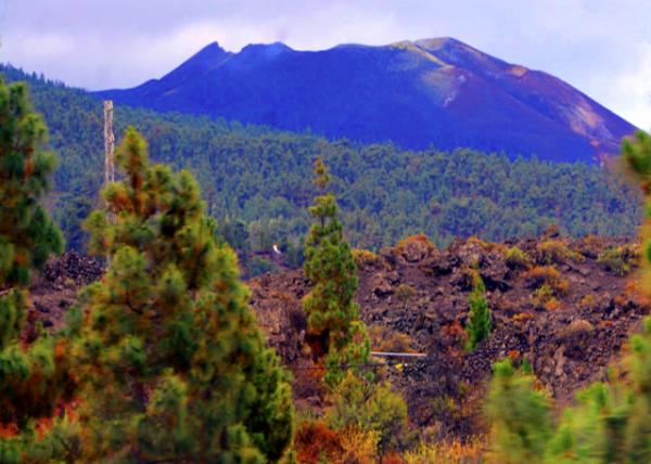 2024-06-10_04_Canary Island Pines Native & Endemic to the Outer Canary Islands of the Atlantic Ocean0001.JPG