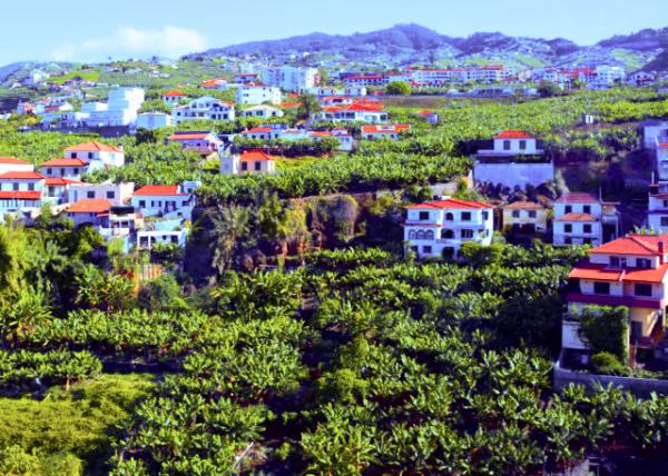 2024-06-11_10_Houses vs Banana Plantations001.JPG