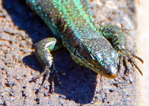 2024-06-11_Animal_Madeiran Wall Lizard, Endemic to the Madeira Archipelago, Portugal-2001.JPG