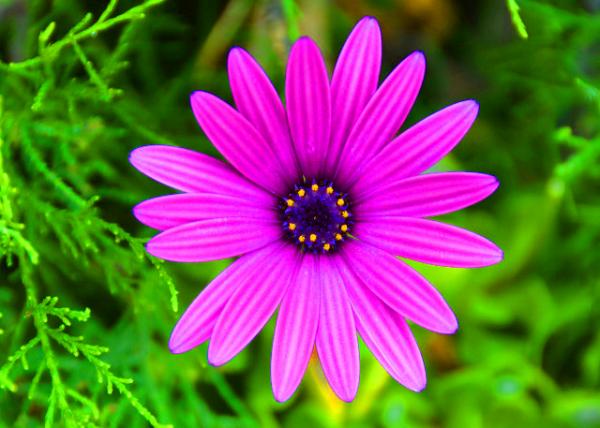 2024-06-11_Plant_African Daisy001.JPG