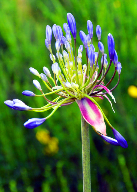 1771184872732671.jpg 2024-06-11_Plant_African Lily-2001.JPG
