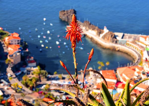 2024-06-11_Plant_Aloe vera Flowers001.JPG