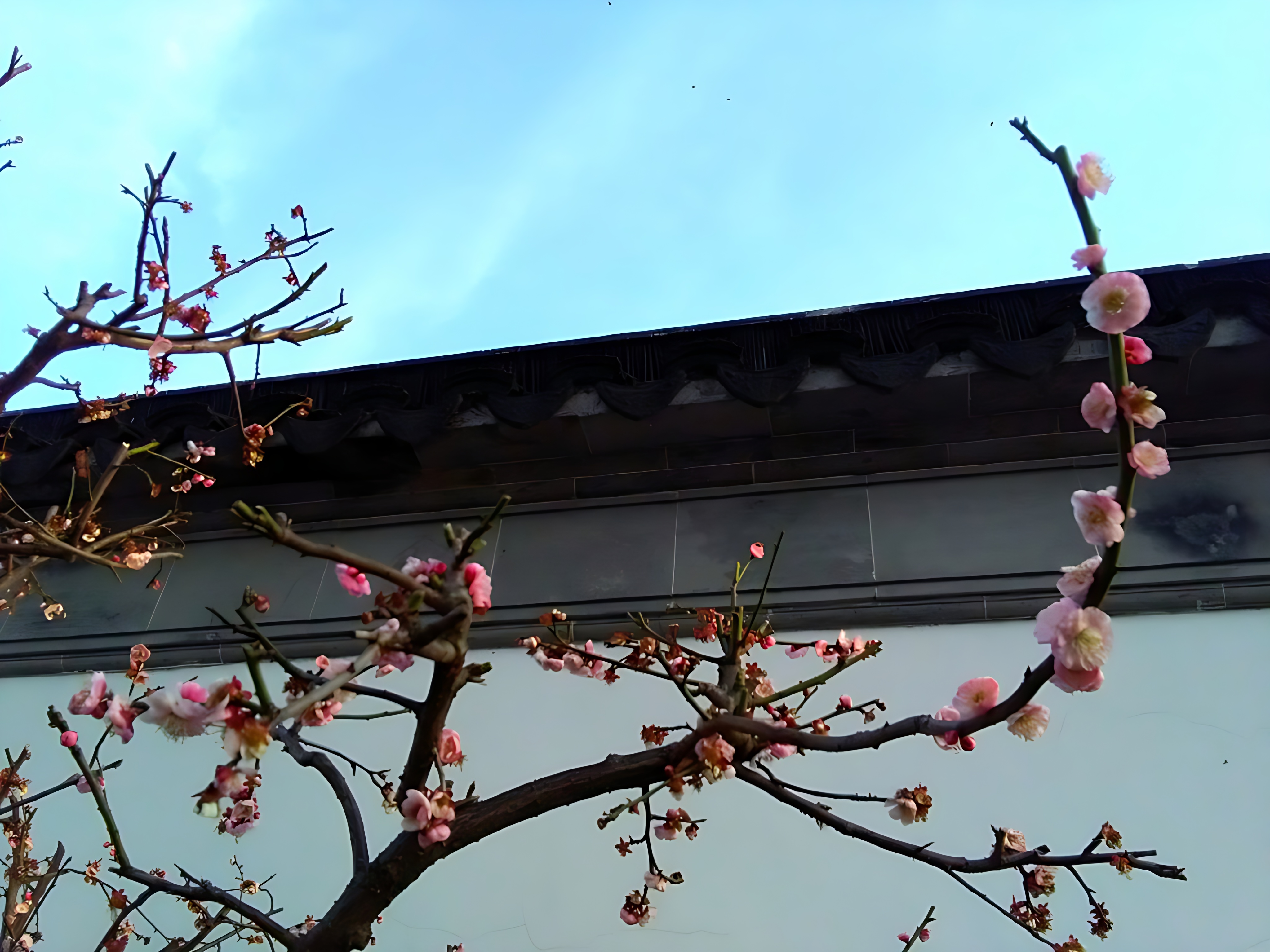 20260214070759_62527.jpg 苏州留园的梅花 (7)_processed.jpg