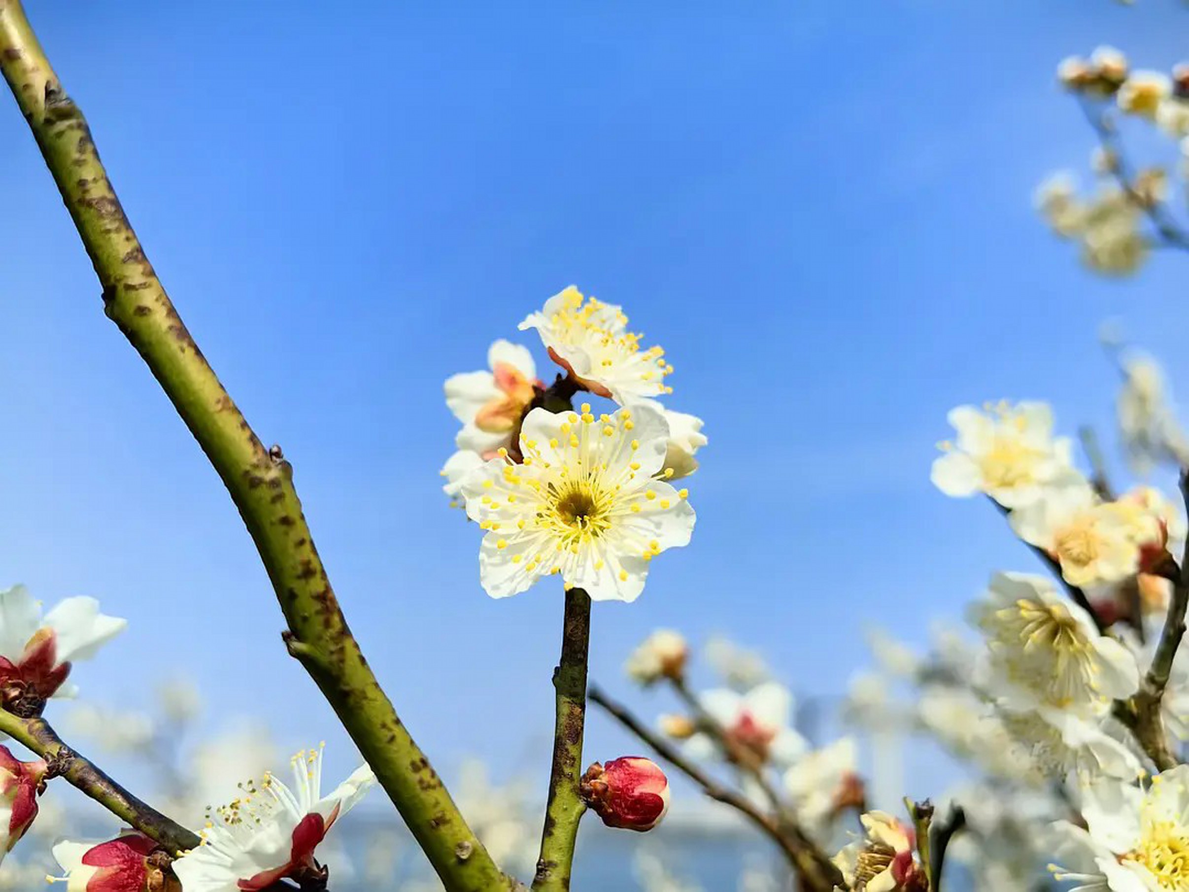 20260214071109_14745.jpg 六瓣梅花~1.jpg