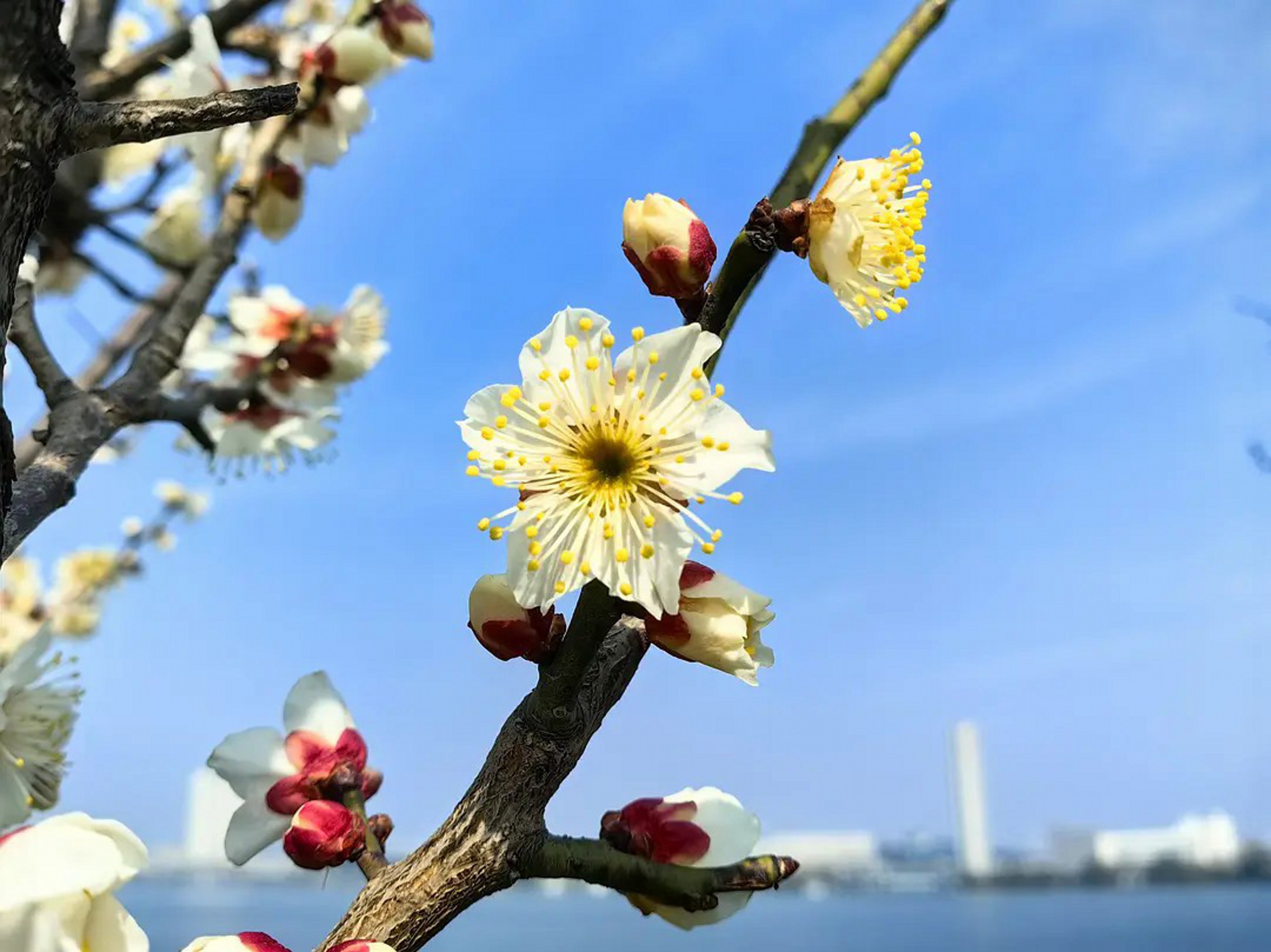 20260214071143_46879.jpg 六瓣梅花.jpg