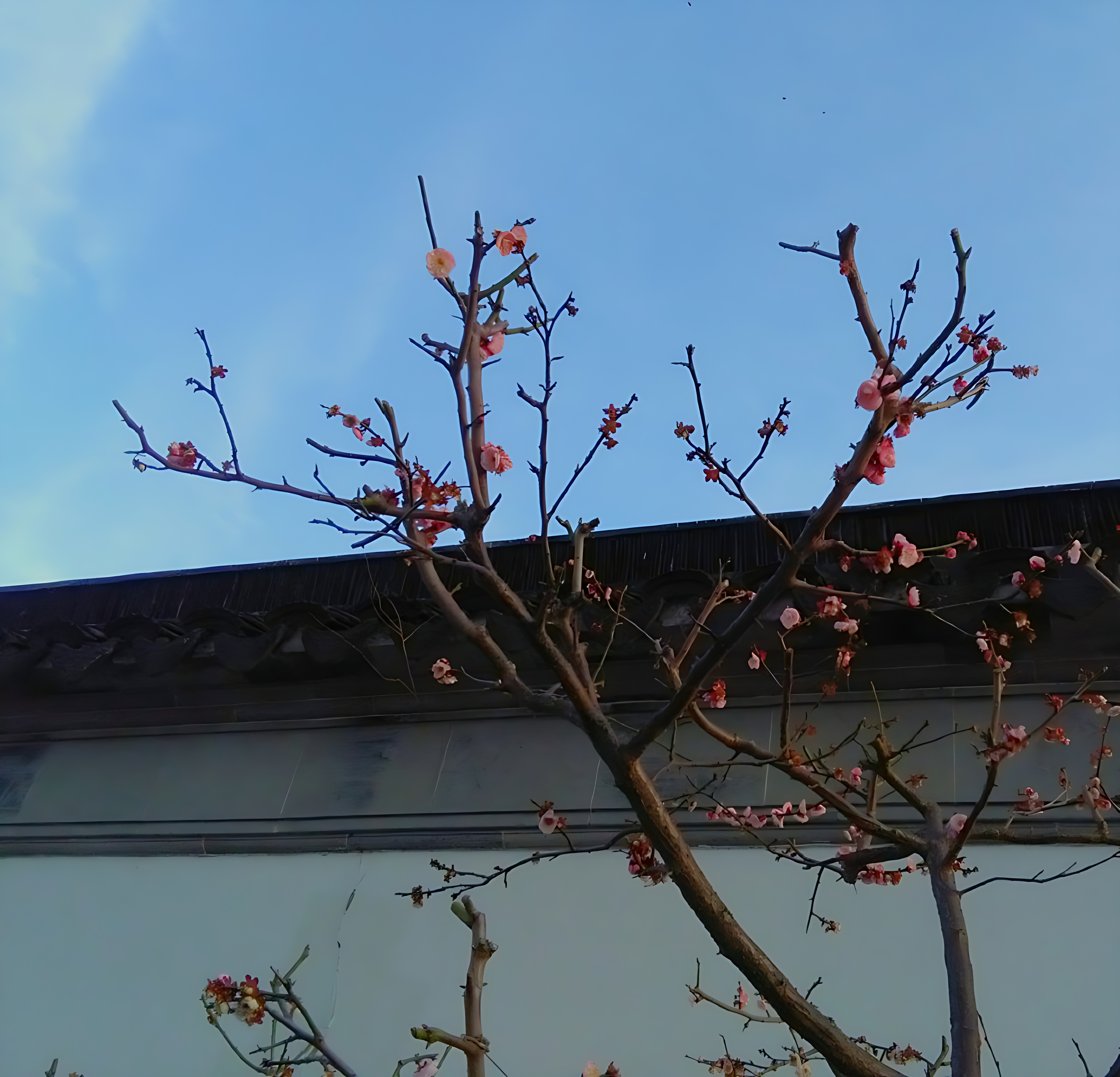 20260214070905_19154.jpg 苏州留园的梅花 (4)_processed.jpg