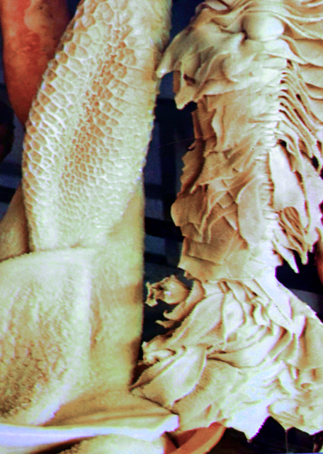 2024-06-14_34_Tripas or Tripes0001.JPG