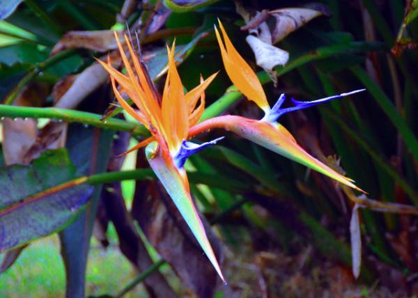 2024-06-14_X05_Plant_Bird of Paradise�Q���m0001.JPG