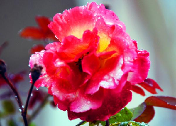 2024-06-14_X06_Plant_Solitude Rose��ľ�¼�0001.JPG