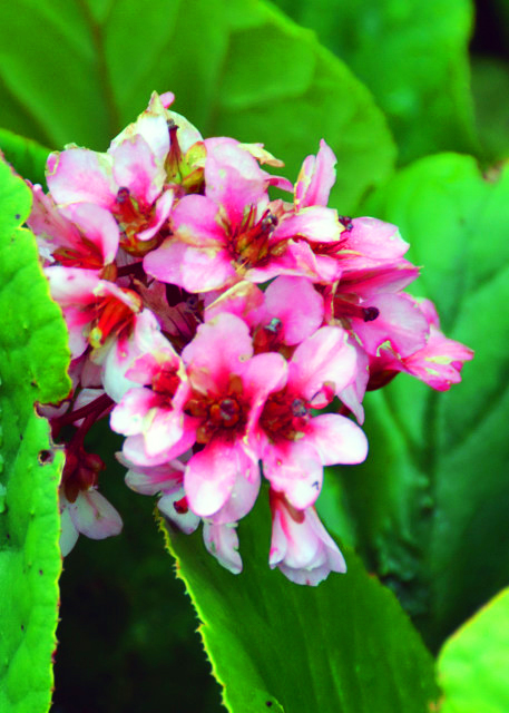 2024-06-14_X07_Plant_Winter Begonia���ﺣ��0001.JPG