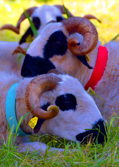 1771559176223916.jpg 2024-06-17_24_Churra or Coarse-Woolled_ an Iberian Type0001.JPG