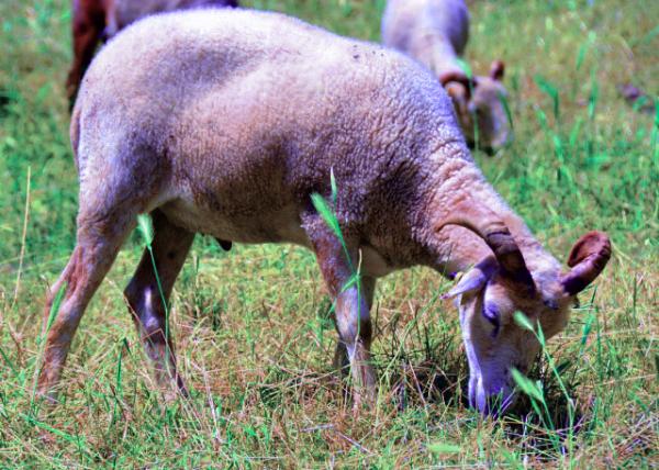 2024-06-17_25_Gulf Coast Native Sheep0001.JPG
