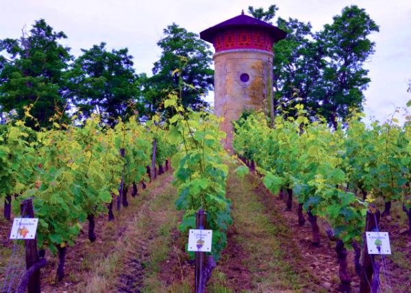 2024-06-17_15_Château Lanessa_Vineyard0001.JPG
