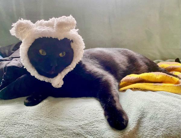 ��Ԩ��è���� 3.jpg