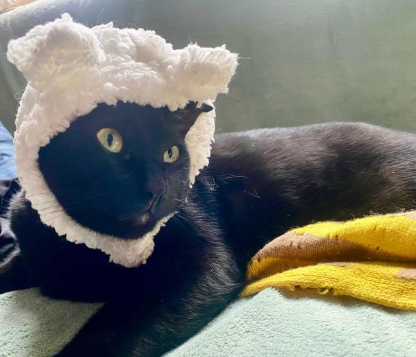 ��Ԩ��è���� 1.jpg