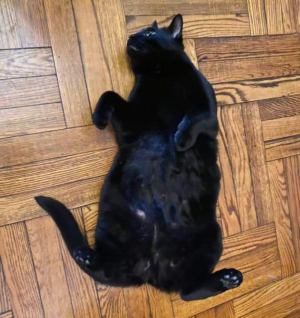 1772042451720503.jpg 小黑躺平庆新年.jpg