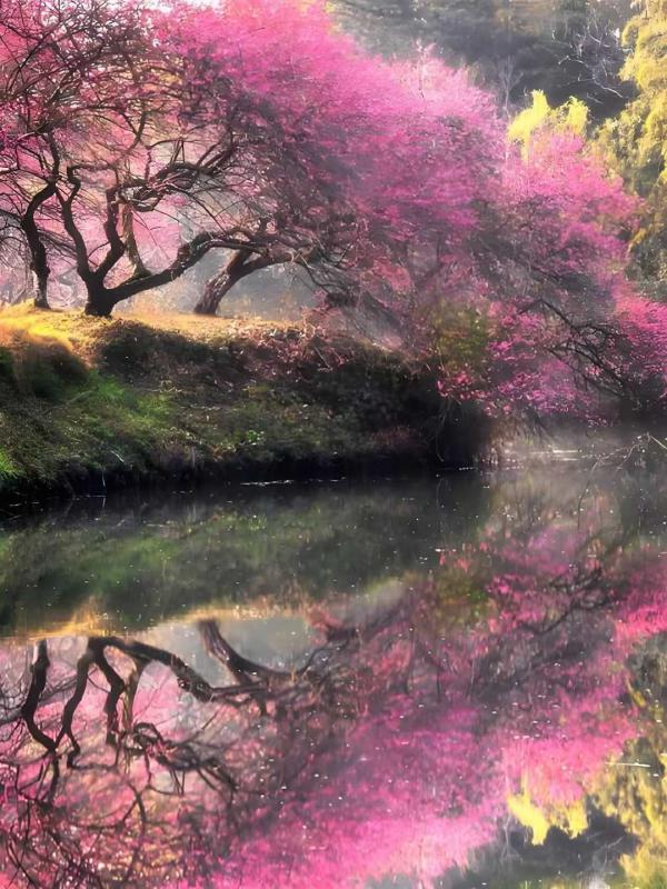 1772278154429848.jpeg 梅花图.jpeg