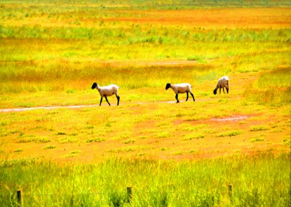 2024-06-20_71_Suffolk Sheep_ a Polled_ Black-Faced Breed Raised Primarily for its Meat_in Tidal Marsh0001.JPG
