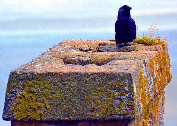 2024-06-20_72_European Jackdaw-10001.JPG