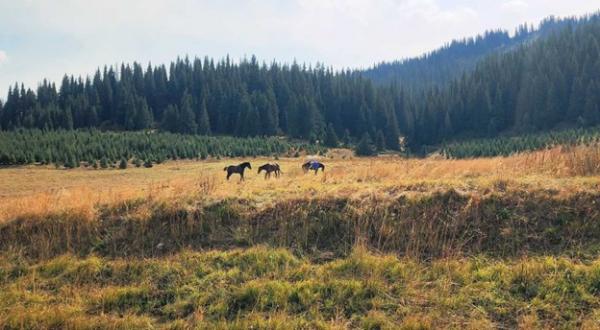 1772333949584973.jpg Picture17.jpg