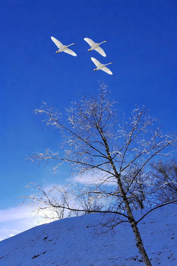 1772346307176877.png 1000124162.png