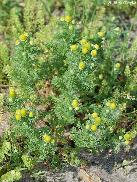 1772498802378264.jpg 0 pineapple-weed_0621_095243.jpg