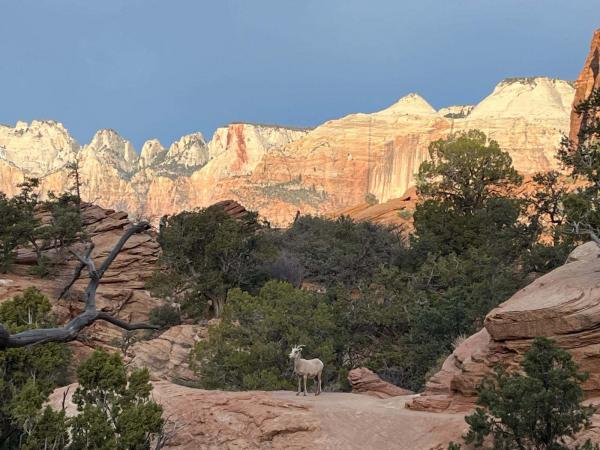 zion goat.jpg