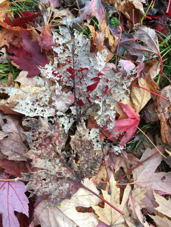 1773015893896493.jpg 700 IMG_2466.JPG