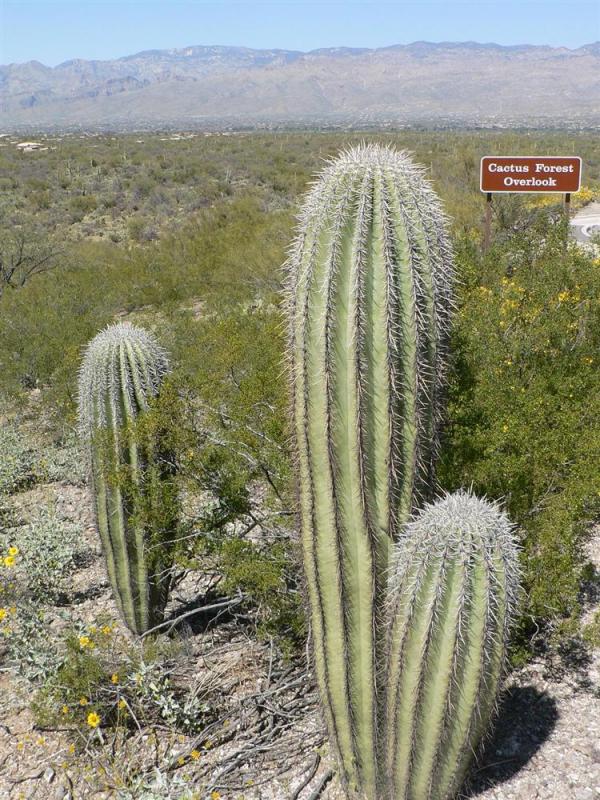 1773015997481523.jpg P1080548 感動 2 (Custom).JPG