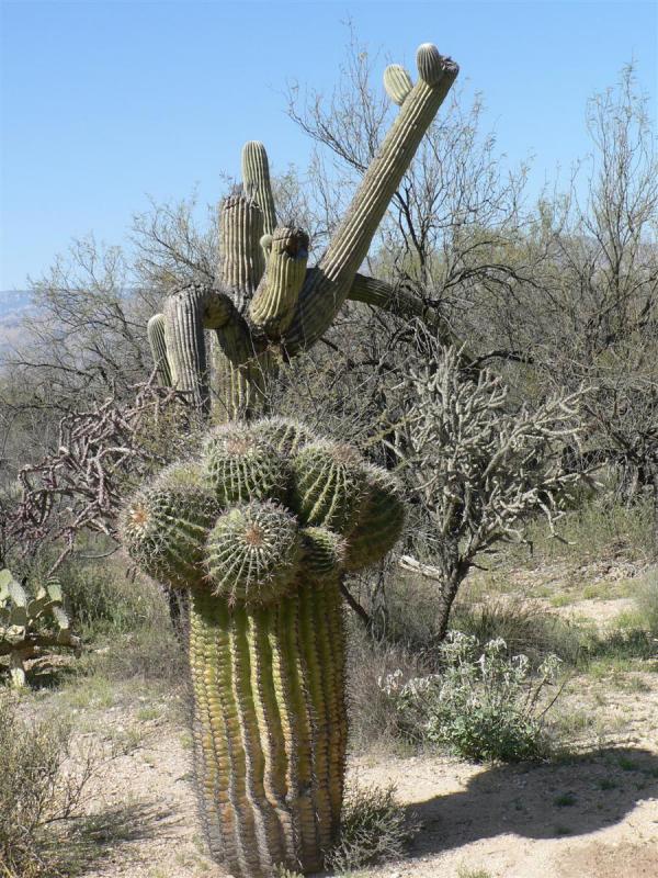 1773016111917801.jpg P1080668 (Custom).JPG