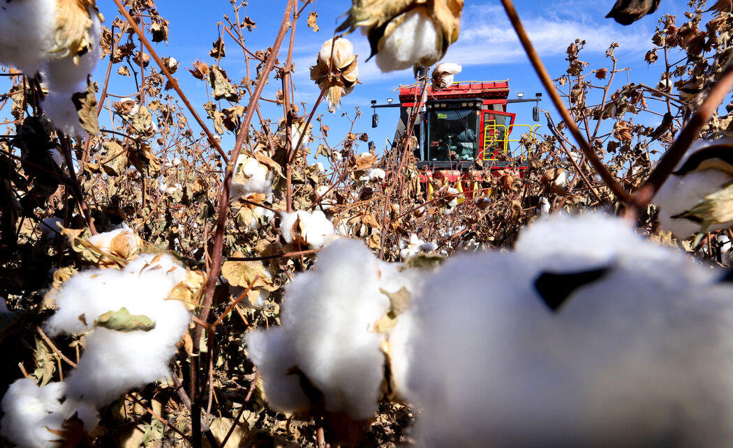 如果海运危机持续下去,中国收获的棉花可能无法按时运抵巴基斯坦,这可能会导致其他地区的纺织企业延迟纱线生产。