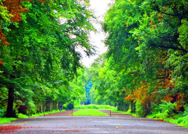 2017-08-18_Forest @ Castle Park  �Ǳ���԰��ɭ��0001.JPG