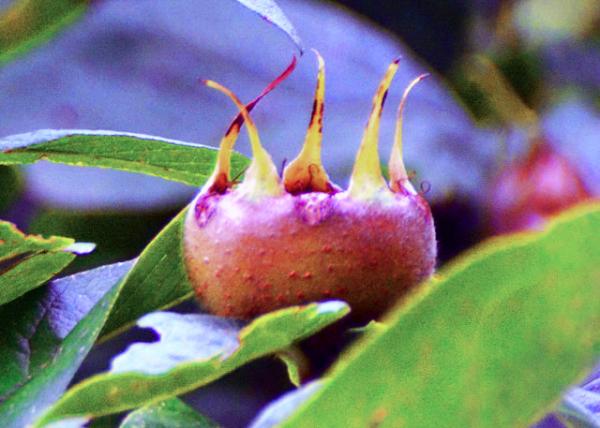 2017-08-20_Plant_Common Medlar ŷ�0001.JPG