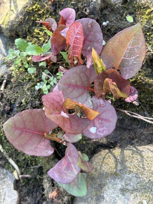 IMG_1916 (自定义).JPG