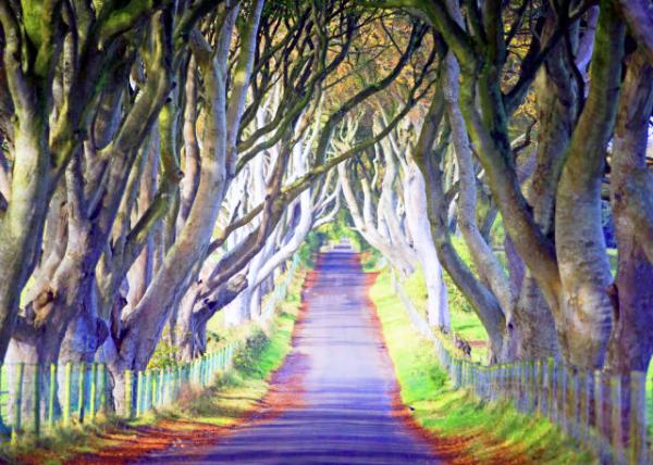 2016-07-11_Ballymoney_Dark Hedges on Bregagh Rd �����򡤺ڰ�����-10001.JPG