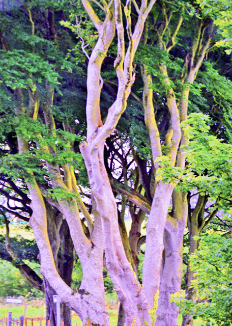 2016-07-11_Ballymoney_European Beeches ŷ��ɽë�-20001.JPG