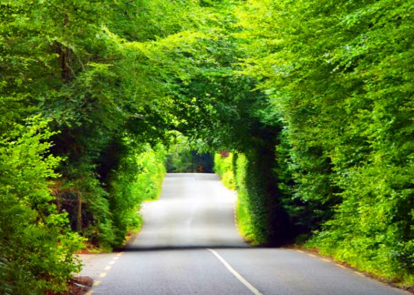 2016-07-10_Dark Hedges �ڰ�����-40001.JPG