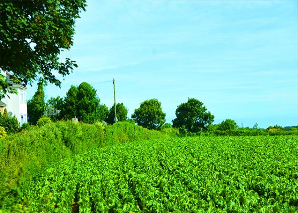 2016-07-08_Bucolic Cut Flowers �л�������԰-20001.JPG