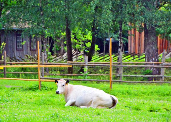 2016-06-26_Norsk Folkemuseum_Whitebred Shorthorn �׶̽�ţ0001.JPG