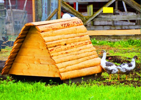 2016-06-26_Norsk Folkemuseum_Scandinavian Geese ˹������ά�Ƕ�0001.JPG