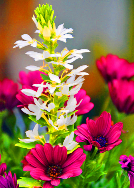 1774720712946985.jpg 2016-06-26_Plant_Aster 紫菀花-30001.JPG