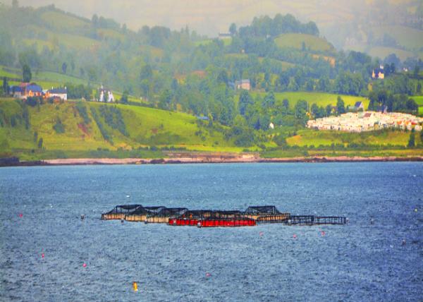 2016-07-11_Glenariff_Fishery Farm ˮ����ֳ-30001.JPG