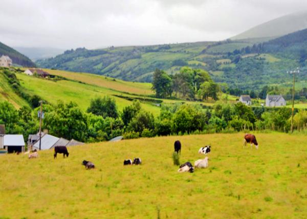 2016-07-11_Glencloy_Lush Pasture ��֮�ȡ�ïʢ����-40001.JPG