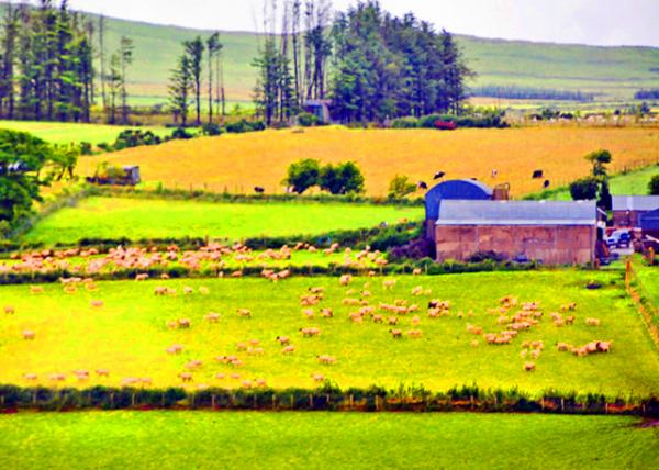 2016-07-11_Glenshesk_Green Forage ��֮�ȡ���ɫ����-50001.JPG