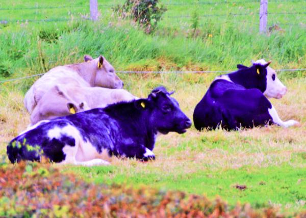 2016-07-11_Animal_Brown Swiss & Friesian Cattle ��ʿ��ţ��ڰ׻�ţ-30001.JPG