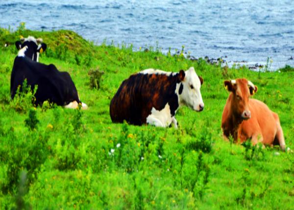 2016-07-11_Animal_Friesian Cattle Dexter Cow �ڰ׻�ţ��¿�˹��ţ-20001.JPG