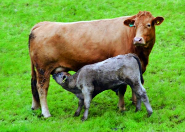 2016-07-11_Animal_Dexter Cattle �¿�˹��ţ0001.JPG