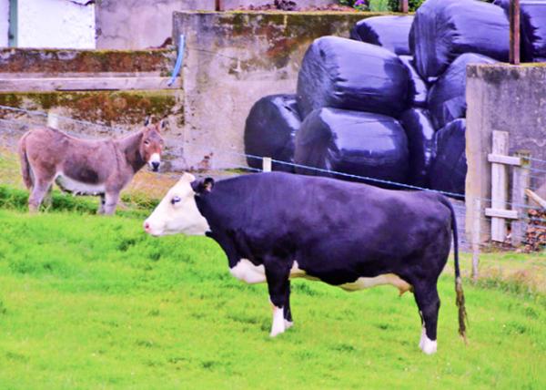 2016-07-11_Animal_Black Hereford �ں��︣��0001.JPG